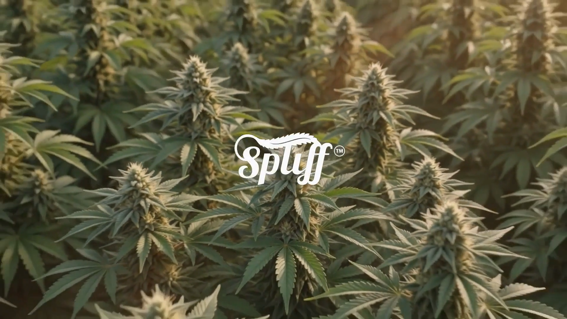 Spliff award-winning cannabis retail