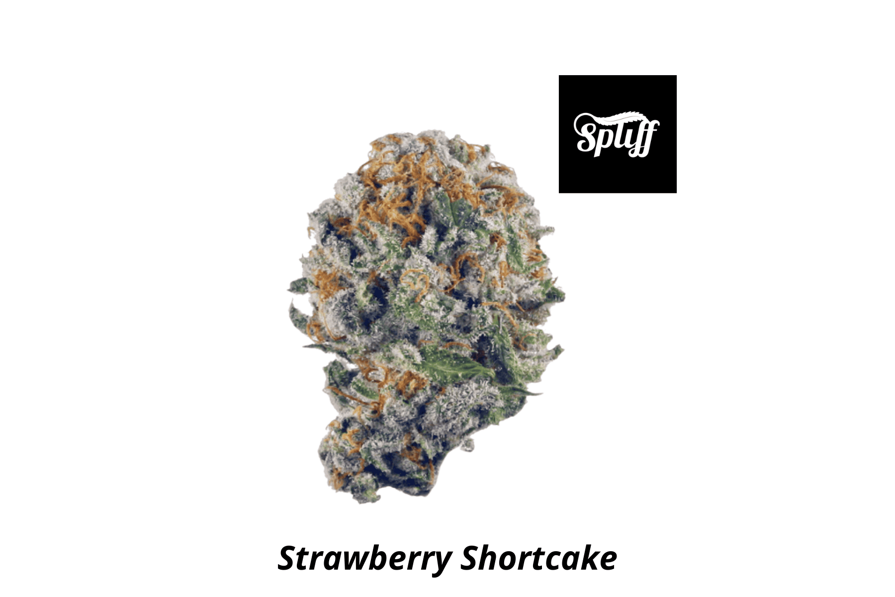 High-quality Strawberry Shortcake cannabis bud for dispensary sales.