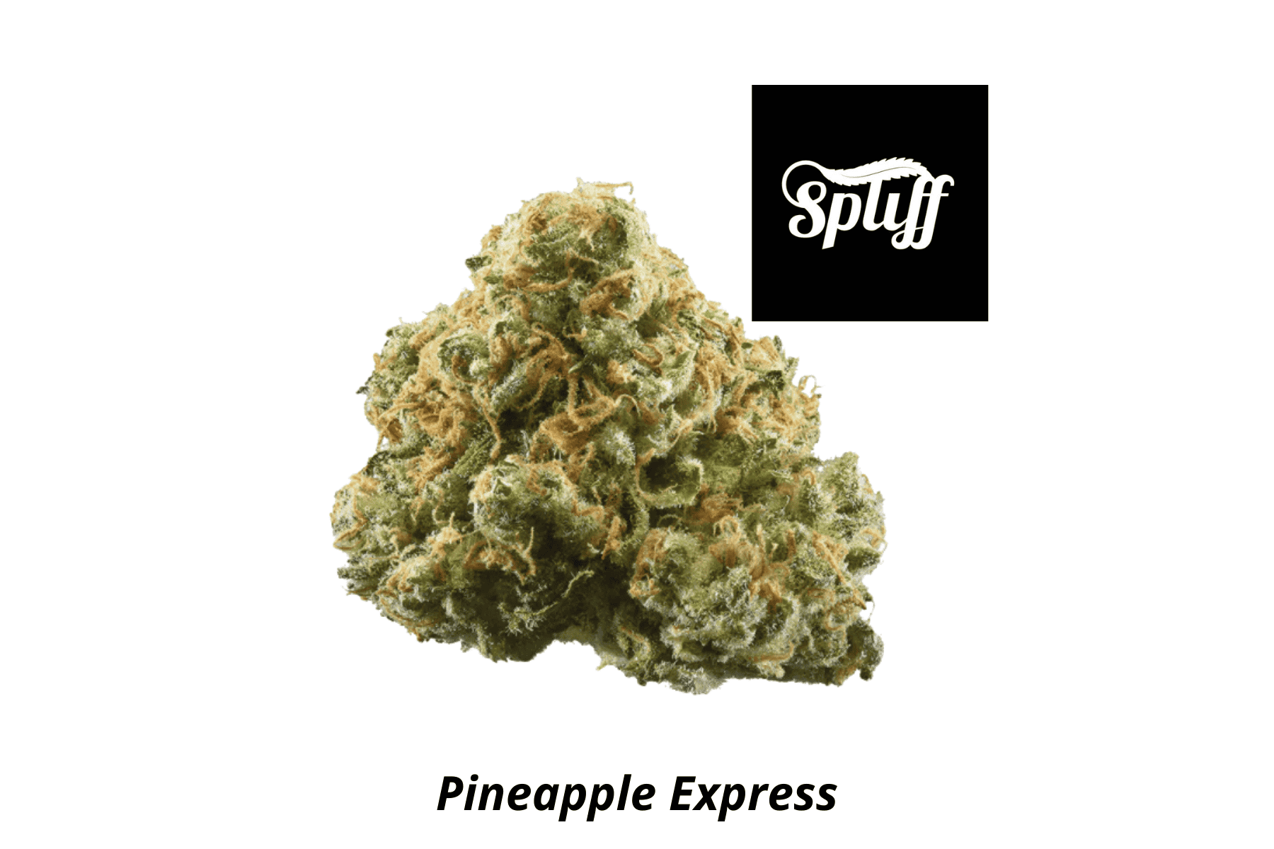 Close-up of Pineapple Express cannabis bud at Dispensary.