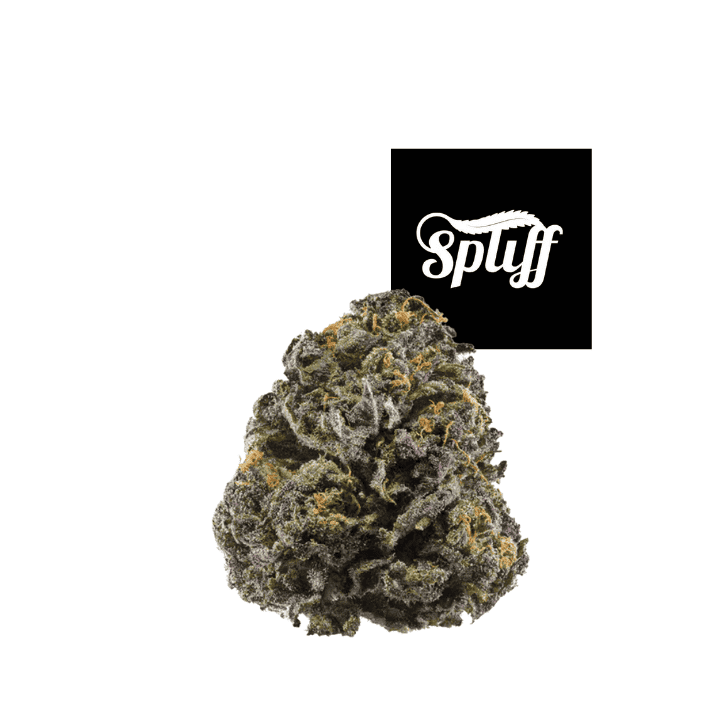 Premium cannabis bud from Spliff Nation Dispensary in your selected city.