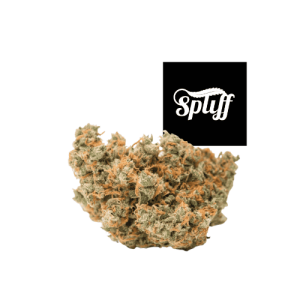High-quality cannabis bud at Spliff Nation Dispensary dispensary in DC.
