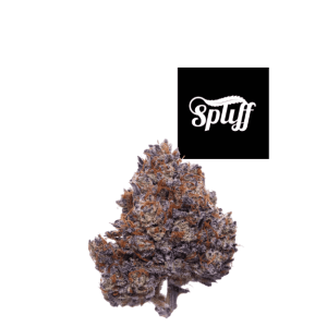 Premium cannabis bud at Spliff Nation Dispensary in your selected city.