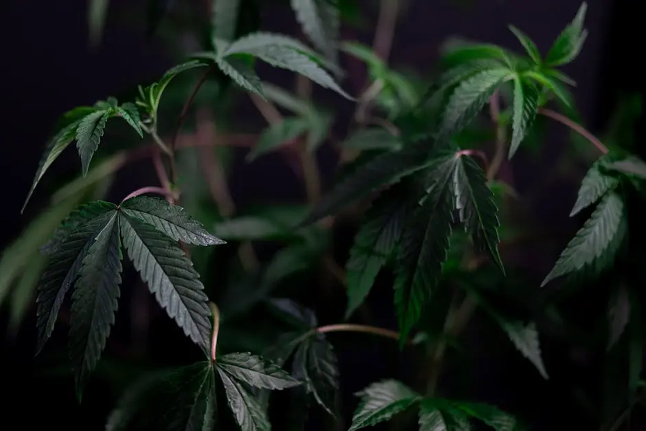 Why Quality Matters: A Look Inside Cannabis Dispensary Testing