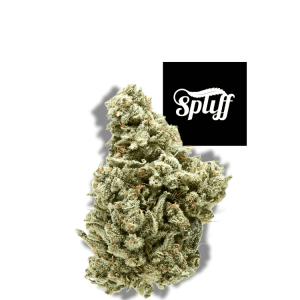 Premium cannabis bud from Spliff Nation Dispensary in Washington, D.C.