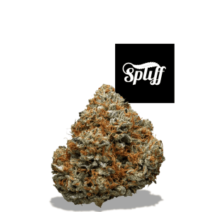 High-quality cannabis bud at Spliff Nation Dispensary in your selected city.