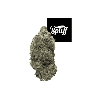 High-quality Hash Burger cannabis strain bud at Spliff Nation Dispensary.