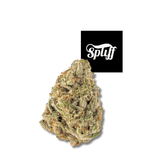Cheetah Piss hybrid cannabis flower at Spliff Nation Dispensary.