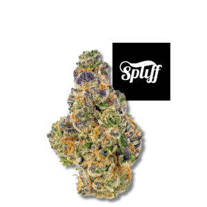 Gumbo premium hybrid cannabis flower at Spliff Nation Dispensary in your selected city